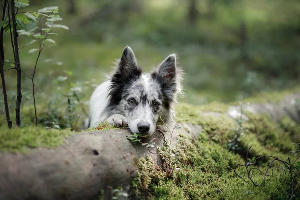 Σκύλος Στο Δάσος Αστείο Μαρμάρινο Περίγραμμα Κόλλεϊ Στη Φύση — Φωτογραφία Αρχείου