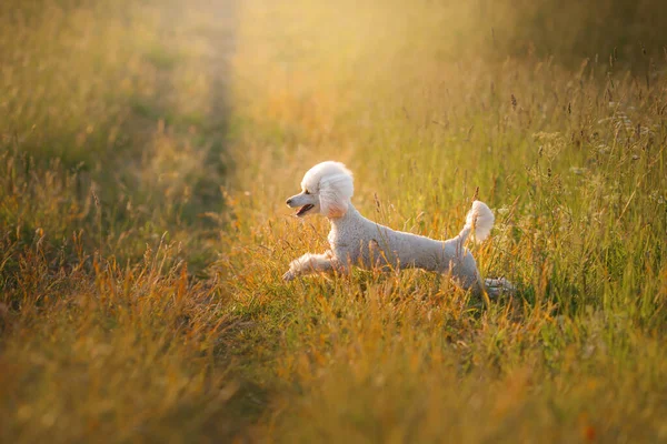 Pequeño Caniche Blanco Corriendo Sobre Hierba Mascota Naturaleza — Foto de Stock