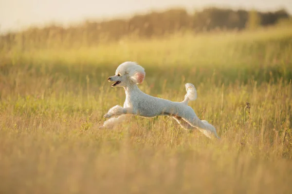 Anjing Pudel Putih Kecil Berjalan Rumput Hewan Peliharaan Alam — Stok Foto