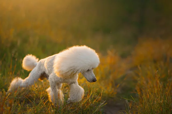 Pequeno Poodle Branco Correndo Grama Pet Natureza — Fotografia de Stock