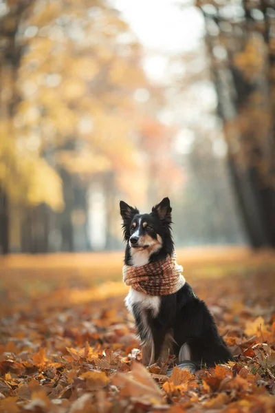 Pies Liściach Naturze Border Collie Jesiennym Parku — Zdjęcie stockowe