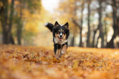 Doğadaki yaprakların içindeki köpek. Sonbahar parkında Sınır Çobanı. 