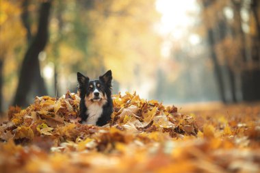 Doğadaki yaprakların içindeki köpek. Sonbahar parkında Sınır Çobanı. 