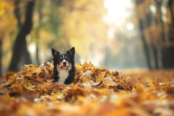 Hund Den Blättern Der Natur Border Collie Herbstpark — Stockfoto