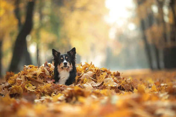 Doğadaki yaprakların içindeki köpek. Sonbahar parkında Sınır Çobanı. 