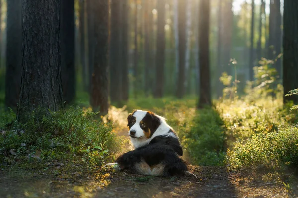 Hund Einem Kiefernwald Australian Shepherd Der Natur Sonnige Landschaft Mit — Stockfoto