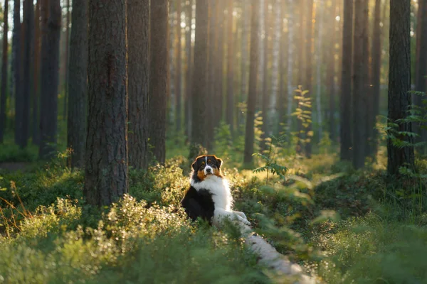 Cão Uma Floresta Pinheiro Pastor Australiano Natureza Paisagem Ensolarada Com — Fotografia de Stock