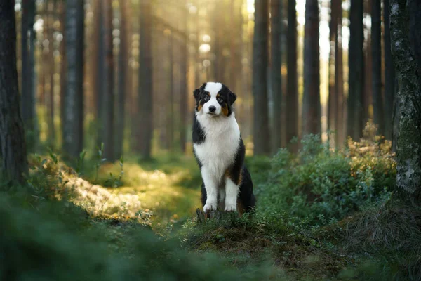 Pies Sosnowym Lesie Owczarek Australijski Naturze Słoneczny Krajobraz Zwierzakiem — Zdjęcie stockowe