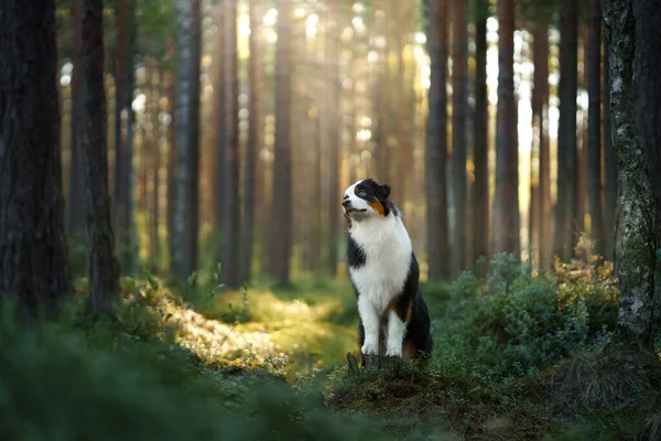 Perro Bosque Pinos Pastor Australiano Naturaleza Soleado Paisaje Con Una —  Fotos de Stock