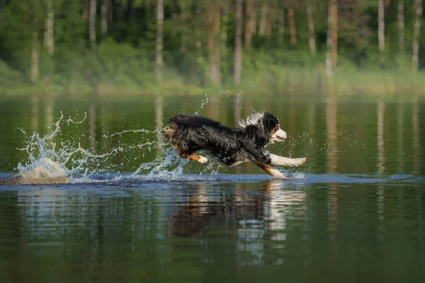 Dog Jumps Water Active Pet Lake Tricolor Australian Shepherd — Stock Photo, Image