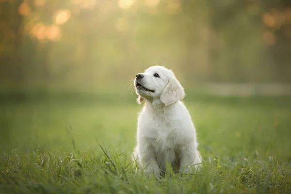 Golden Retriever Chiot Sur Herbe Chien Heureux Marchant Dans Parc — Photo