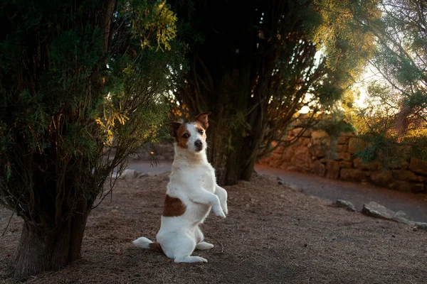 funny jack russell stands on his hind legs. Dog in nature in the sun.