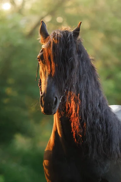 Caballo al atardecer. Friso negro en el campo al sol — Foto de Stock