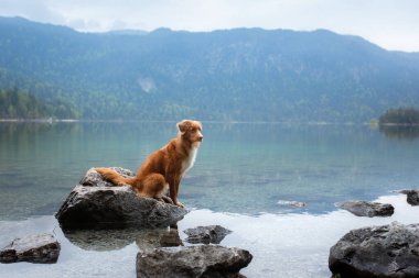 Dağlardaki köpek. Nova Scotia Duck Tolling Retriever on nature