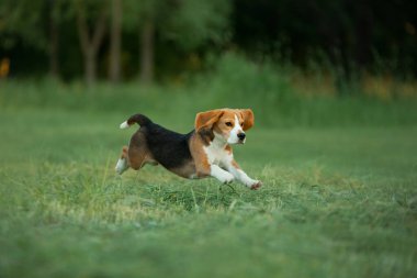 Doğadaki köpek, parkta. Beagle köpek yavrusu koşar ve oynar. 
