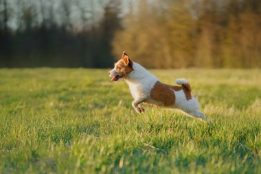 Köpek koşuyor. Aktif Jack Russell Terrier sahada uçuyor. Evcil hayvan hareket halinde.