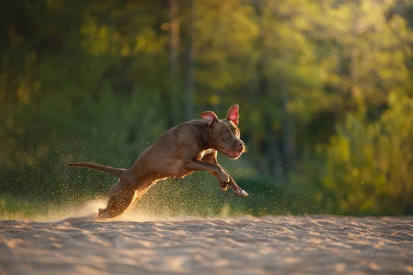 Cão na praia. Ativo pit bull terrier corre no fundo do mar — Fotografia de Stock
