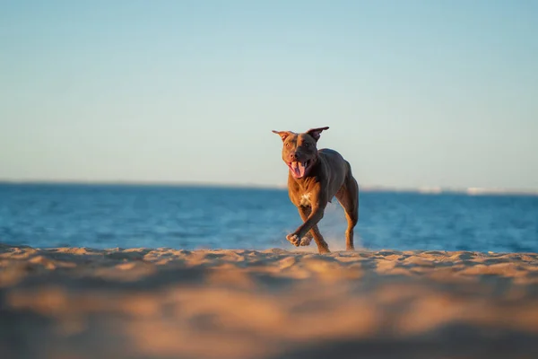 Dog on the beach. Active pit bull terrier runs on the background of the sea — Stock Photo, Image