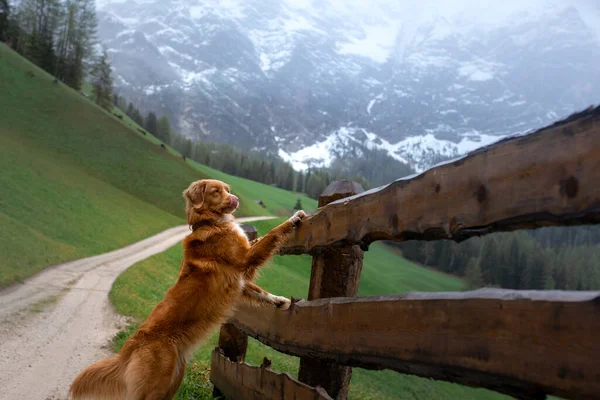 Kutya a hegyekben. Új-Skócia kacsa Tolling retriever a természetben — Stock Fotó