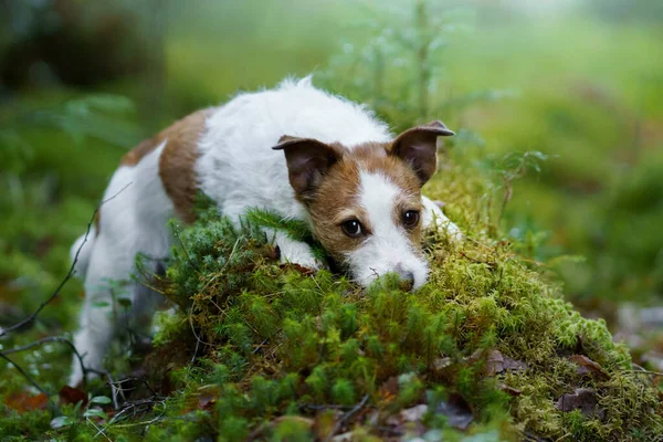 Perro en el bosque. Jack Russell Terrier en el bosque — Foto de Stock