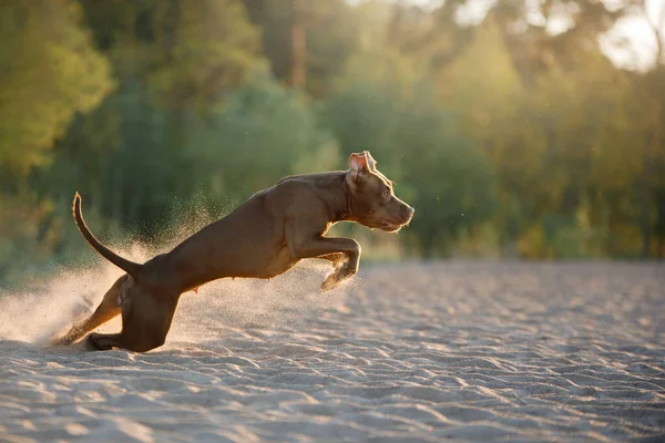 Cão na praia. Um pitbull terrier ativo corre na areia. — Fotografia de Stock