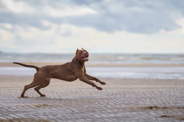 Dog on the beach. Active pit bull terrier jumping on the background of the sea — Stock Photo, Image