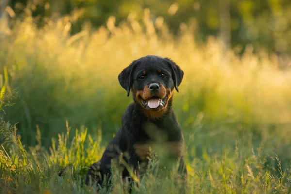 自然の中でロットワイラー犬。草の上の子犬の肖像画. — ストック写真