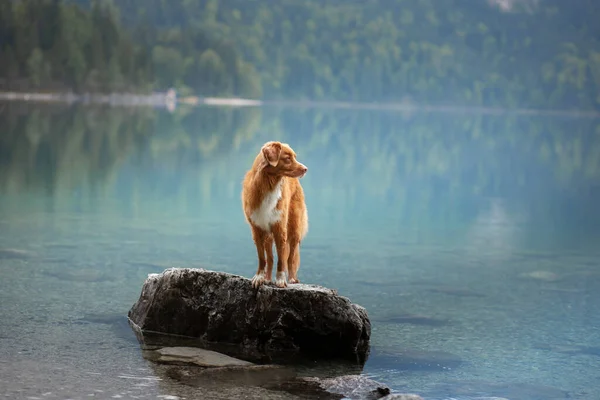 Hund i bergen. Nova Scotia Duck Tolling Retriever på naturen — Stockfoto