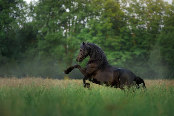 Horse at sunset. Black frieze on the field in the sun — Stock Photo, Image