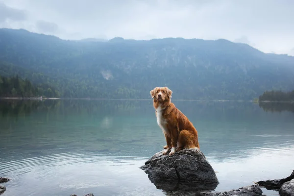 Собака в горах. New Scotia Duck Tolling Retriever on nature — стоковое фото