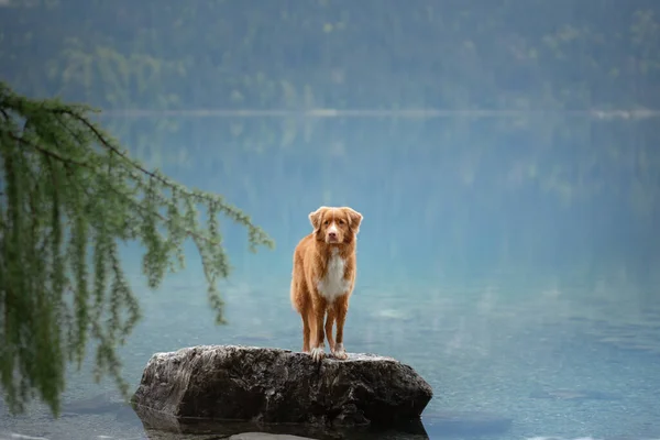 Cão nas montanhas. Nova Scotia Duck Tolling Retriever na natureza — Fotografia de Stock