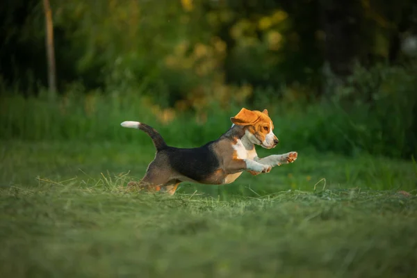 Собака на природе, в парке. Beagle щенок бежит и играет. — стоковое фото