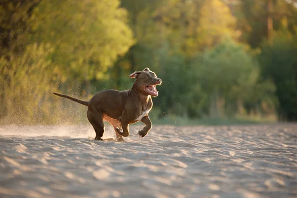 Perro en la playa. Un pitbull terrier activo corre sobre la arena. —  Fotos de Stock