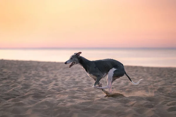 Dog runs along the beach at sunset. Whippet plays in the sand — Stock Photo, Image