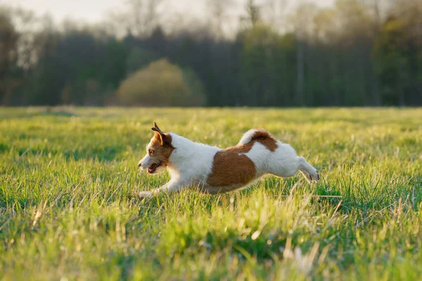 A kutya menekül. Az aktív Jack Russell terrier átrepül a mezőn. Mozgásban lévő kisállat. — Stock Fotó