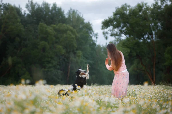 Fata si cainele pe un camp de margarete. Relația, prietenia cu un animal de companie — Fotografie, imagine de stoc