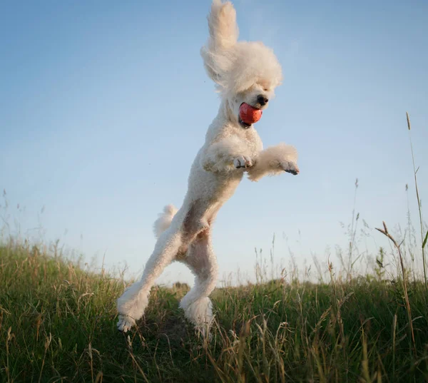 Perro juega con un juguete. pequeño caniche blanco juega con una pelota. — Foto de Stock