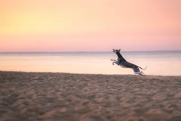 Pies biega po plaży o zachodzie słońca. Whippet gra na piasku — Zdjęcie stockowe