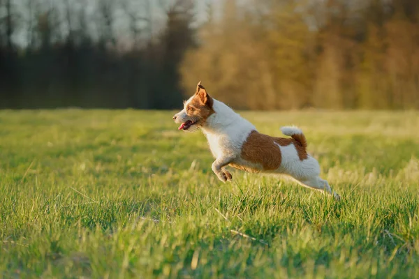 A kutya menekül. Az aktív Jack Russell terrier átrepül a mezőn. Mozgásban lévő kisállat. — Stock Fotó