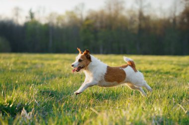 Köpek koşuyor. Aktif Jack Russell Terrier sahada uçuyor. Evcil hayvan hareket halinde.