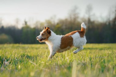 Köpek koşuyor. Aktif Jack Russell Terrier sahada uçuyor. Evcil hayvan hareket halinde.