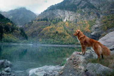 Dağ gölündeki bir taşın üzerindeki köpek. Sonbahar havası. Nova Scotia Ördek Tolling Retriever doğa arka planında
