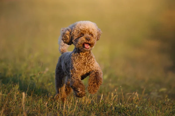 Poodle de chocolate em miniatura corre na grama. Pet na natureza. — Fotografia de Stock