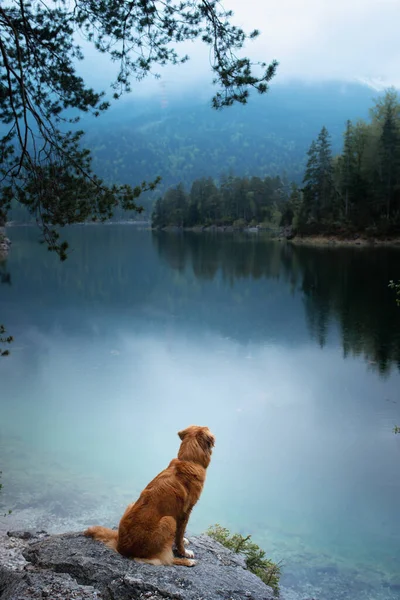 Pies w górach. Nova Scotia Duck Tolling Retriever na łonie natury — Zdjęcie stockowe