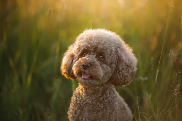 Caniche de chocolate miniatura na grama. Pet na natureza. — Fotografia de Stock