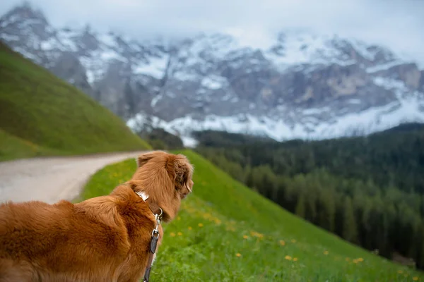 Kutya a hegyekben. Új-Skócia kacsa Tolling retriever a természetben — Stock Fotó