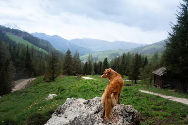 山の中の犬。ノバスコシアダックは自然の中で取得します — ストック写真
