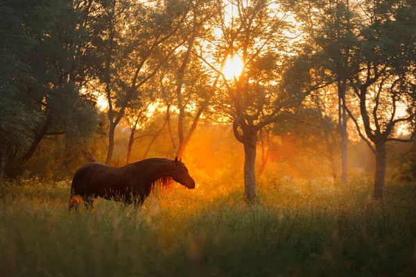 Cheval au coucher du soleil. Frise noire sur le terrain au soleil — Photo