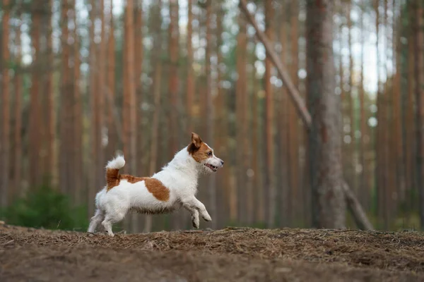 Pies biegnie w sosnowym lesie. mało aktywny Jack Russell w przyrodzie — Zdjęcie stockowe