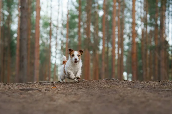 Hond rent in een dennenbos. weinig actieve Jack Russell in de natuur — Stockfoto